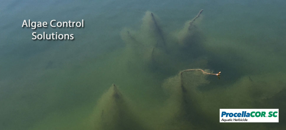 algae