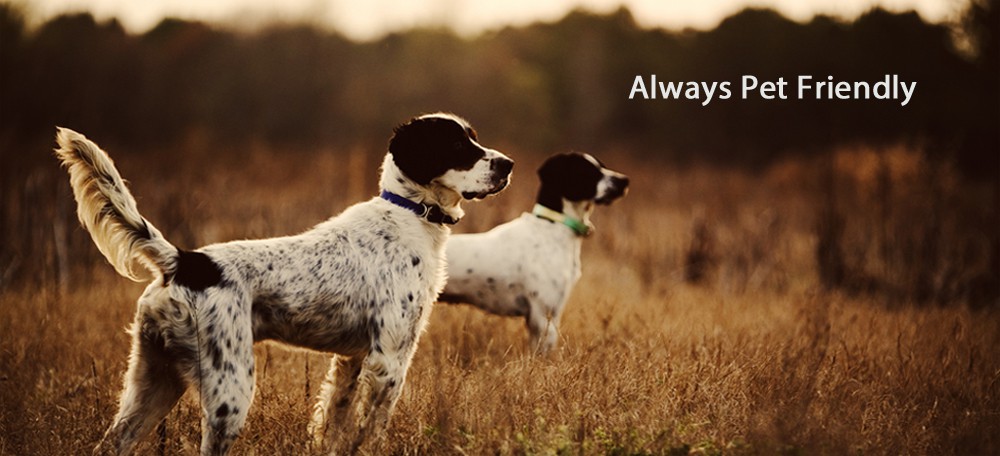 setter_dogs